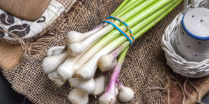Beitragsbild des Blogbeitrags Junger Knoblauch, so schmeckt es aus der Natur, eine feine und schmackhafte Zutat