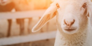 Beitragsbild des Blogbeitrags Beim Lamm bleiben