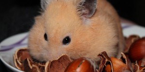 Beitragsbild des Blogbeitrags HILFE! Es gibt kein Toilettenpaper und keine Nudeln mehr zu kaufen! Wie man sich Hamsterkäufe sparen kann. 