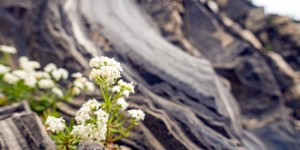 Beitragsbild des Blogbeitrags Freiung - Höhenweg mit Ausweitung | 12.07.2020