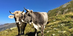 Beitragsbild des Blogbeitrags Für die Weihnachtsfeiertage: BIO-Käse aus Tirol 