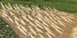 Beitragsbild des Blogbeitrags Ein Besuch beim letzten Getreidebauern von Stilfs