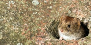 Beitragsbild des Blogbeitrags Vor genau 500 Jahren: Der Mäuseprozess von Glurns 