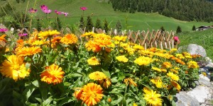 Beitragsbild des Blogbeitrags Der Alpenblumen-, Alm- und Bergkräutergarten in Schmirn 