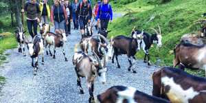 Beitragsbild des Blogbeitrags Die Schule der Alm: wo Arbeit zum Erholungsurlaub wird 