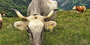 Beitragsbild des Blogbeitrags ‚Organisierte Direktvermarktung‘ in den Tiroler BIO-Bauernläden 
