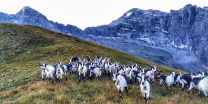 Beitragsbild des Blogbeitrags Neues Leben in alten Mauern: Der Wolfahof in Steinach 