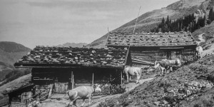 Beitragsbild des Blogbeitrags „In frischen Kuhfladen die Füße gewärmt“ 