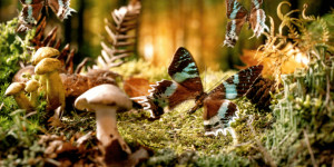 Beitragsbild des Blogbeitrags Märchen schreiben – (d)eine Schatztruhe