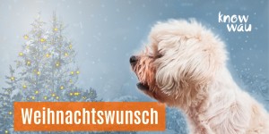 Beitragsbild des Blogbeitrags Weihnachtswunsch einer Salzburger Hundehalterin
