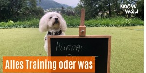 Beitragsbild des Blogbeitrags Alles Training oder was?