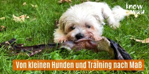 Beitragsbild des Blogbeitrags Von kleinen Hunden und Training nach Maß 