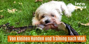 Beitragsbild des Blogbeitrags Von kleinen Hunden und Training nach Maß