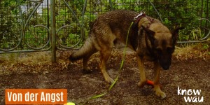 Beitragsbild des Blogbeitrags Von der Angst Ihres Hundes und dem Umgang damit
