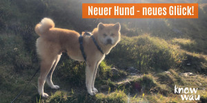 Beitragsbild des Blogbeitrags Neuer Hund, neues Glück 