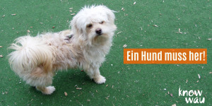 Beitragsbild des Blogbeitrags Ein Hund muss her