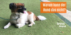 Beitragsbild des Blogbeitrags Warum kann der Hund das nicht?