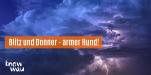 Beitragsbild des Blogbeitrags Blitz und Donner – Angst bei Gewitter