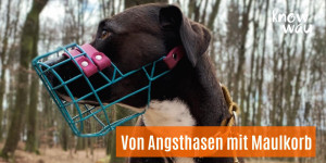 Beitragsbild des Blogbeitrags Von Angsthasen mit Maulkorb