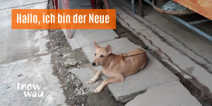 Beitragsbild des Blogbeitrags Hallo, ich bin der Neue!