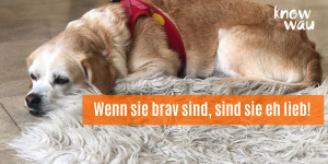 Beitragsbild des Blogbeitrags Wenn sie brav sind, sind sie eh lieb