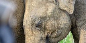 Beitragsbild des Blogbeitrags Safaris in den Nationalparks von Sri Lanka
