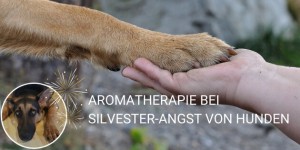 Beitragsbild des Blogbeitrags SILVESTER-ANGST BEI HUNDEN: ÄTHERISCHE ÖLE ALS NATÜRLICHE BERUHIGUNGSMITTEL
