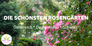 Beitragsbild des Blogbeitrags DUFT- UND HEILPFLANZEN AUS NÄCHSTER NÄHE KENNENLERNEN: DIE SCHÖNSTEN ROSENGÄRTEN