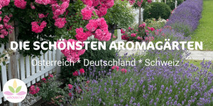 Beitragsbild des Blogbeitrags AROMAREISEN: DIE SCHÖNSTEN AROMAGÄRTEN IM DACH-RAUM