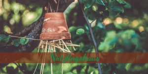 Beitragsbild des Blogbeitrags Nützlingshaus für Ohrwürmer 