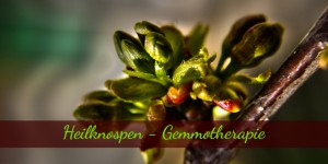 Beitragsbild des Blogbeitrags Heilende Knospen oder Gemmotherapie