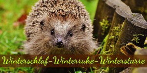 Beitragsbild des Blogbeitrags Winterschlaf - Winterruhe - Winterstarre 