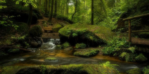 Beitragsbild des Blogbeitrags Internationaler Tag des Waldes