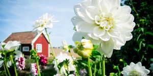 Beitragsbild des Blogbeitrags Update: Lyckebo