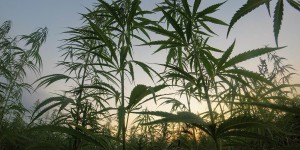 Beitragsbild des Blogbeitrags Cannabis Outdoor anbauen