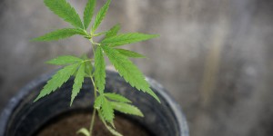 Beitragsbild des Blogbeitrags Cannabis drinnen anbauen: Eine Anleitung für Anfänger 