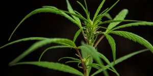 Beitragsbild des Blogbeitrags Cannabissamen keimen lassen
