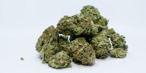 Beitragsbild des Blogbeitrags Schimmel bei Cannabis erkennen