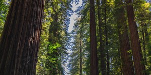 Beitragsbild des Blogbeitrags Humboldt County: Die Geschichte des legendären Cannabis Gebiets im Norden Kaliforniens