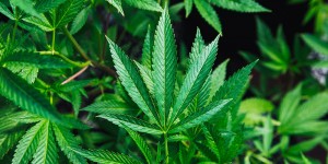 Beitragsbild des Blogbeitrags Nachweisbarkeit von THC im Blut, Speichel, Haaren und Urin