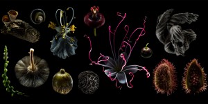 Beitragsbild des Blogbeitrags Ars Electronica Gardens: AUSTRALIEN & NEUSEELAND