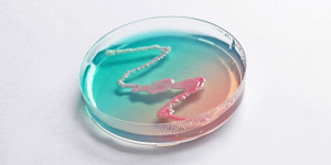Beitragsbild des Blogbeitrags Ausstellung in New York vereint Biologie und Kunst