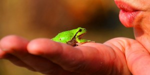 Beitragsbild des Blogbeitrags Der Froschkönig