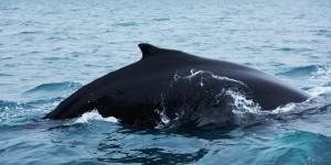 Beitragsbild des Blogbeitrags Unvergessliches Whale Watching in Husavik 