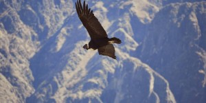 Beitragsbild des Blogbeitrags Colca Canyon & Fahrt nach Puno