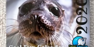 Beitragsbild des Blogbeitrags SEAL RESCUE IRLAND - ROBBENKALENDER 2020