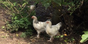 Beitragsbild des Blogbeitrags Hühner im Garten. Was kostet das eigentlich?