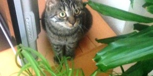 Beitragsbild des Blogbeitrags Das verschwundene Katzerl und die guten Menschen