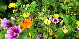 Beitragsbild des Blogbeitrags 7 Schritte zum fröhlich-bunten Blumenbeet 