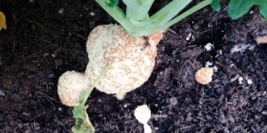 Beitragsbild des Blogbeitrags Mein erster Schleimpilz! 
